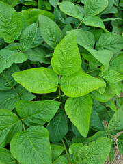 A view of the soybean field on a summer day.