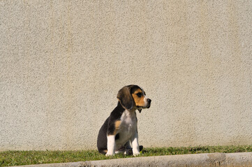Portrait of a two-months old beagle puppy sit in the park