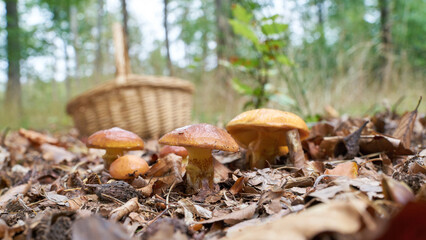 edible Greville's bolete, Suillus grevillei and a basket to collect in autumn in the forest
