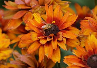 Closeup of a bee pollinating a Cherokee Sunset Rudbeckia flower