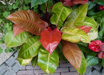 The colorful leaves of Philodendron Prince of Orange, a popular tropical indoor plant