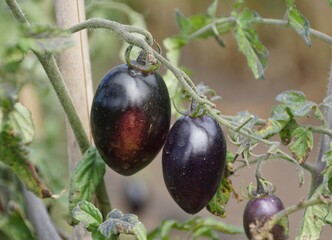 The dark color of Midnight Roma tomatoes on the tree