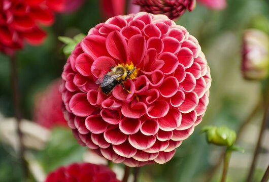 Closeup of a bee pollinating a red laciniated Dahlia flower - Powered by Adobe
