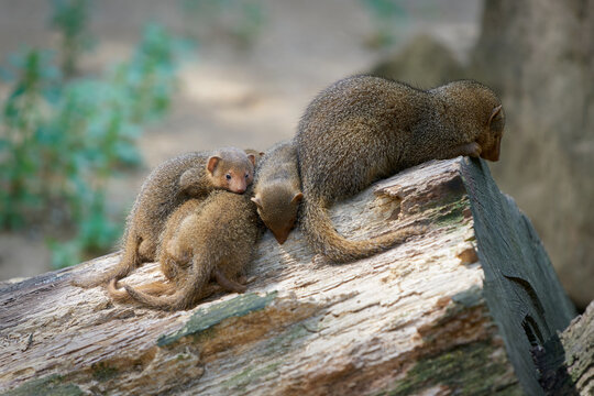 young mongoose, Helogale parvula and the mother rest on a tree trunk