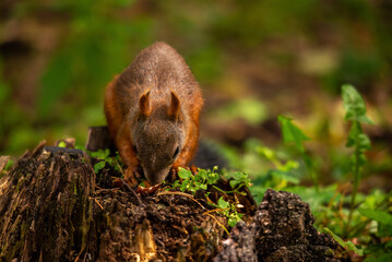 a beautiful squirrel on a tree stump eats nuts