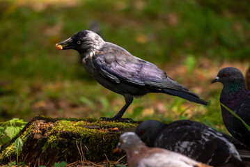 A jackdaw with a nut in its beak on a stump among pigeons