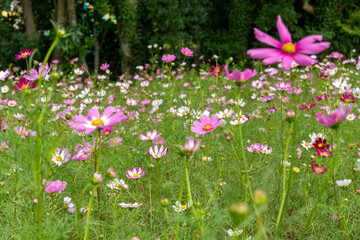カラフルなコスモス畑