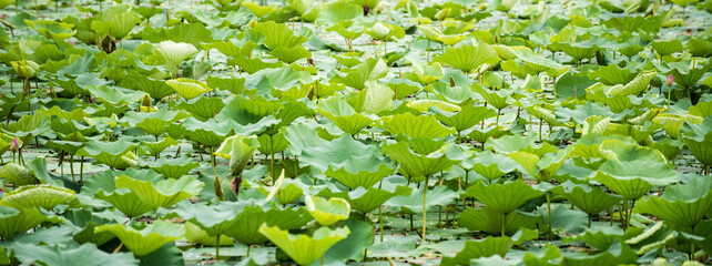 In summer, the lotus flowers in the lotus pond are blooming