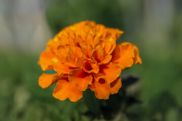 orange flower in the garden