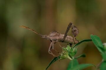 closeup of a shield bug