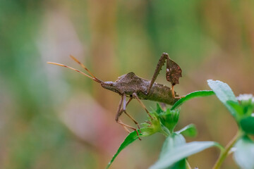 closeup of a shield bug