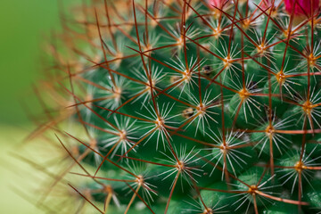 Naklejka na ściany i meble close up of cactus