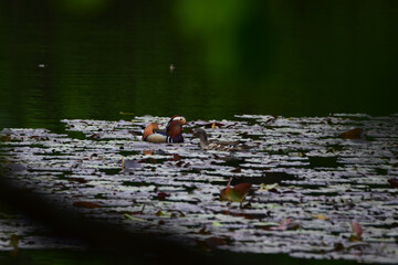 春の沼のオシドリのペア
