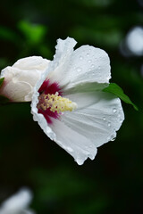 雨の日の白いムクゲの花