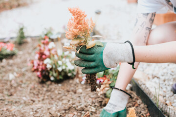 Close up hand planting a new plant on the garden while using working gloves.