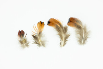 Four brown pheasant feathers isolated against a white background