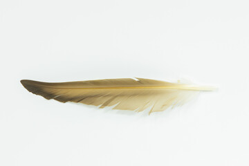A single duck feather isolated on a white background