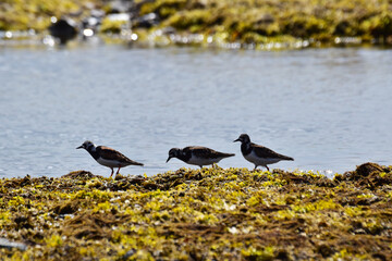 磯のキョウジョシギ
