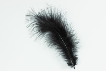 A single black down feather isolated on a white background