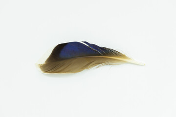 A blue iridescent duck feather isolated on a white background