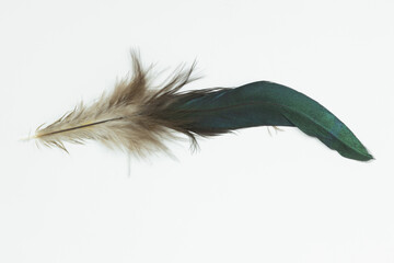 A green iridescent duck feather isolated on a white background