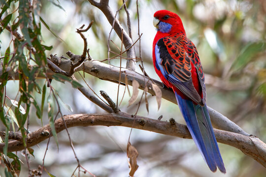 Crimson Rosella (Platycercus elegans)