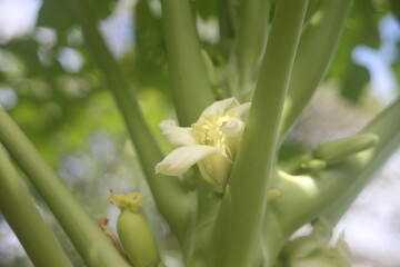 close up flowers papaya tree
