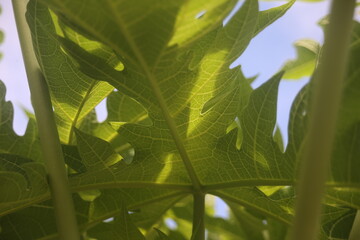 close up of leaves papaya