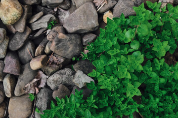 top down view of green foliage and grey rock