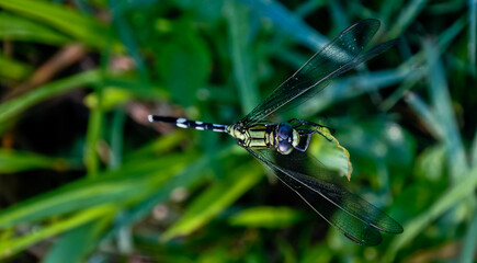 dragonfly perched on the leaf