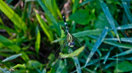dragonfly perched on the leaf