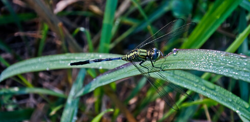 dragonfly perched on the leaf