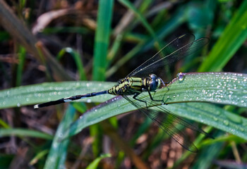 dragonfly perched on the leaf