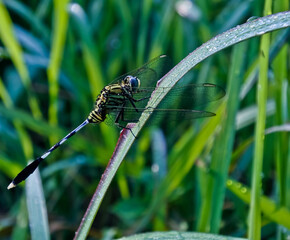 dragonfly perched on the leaf