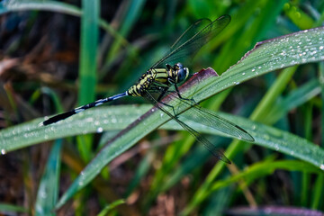 dragonfly perched on the leaf