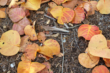 Colorful dry fallen leaves on forest floor or park ground