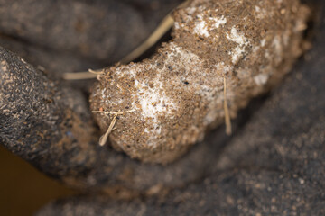 The fungus and bacteria is used for composting, Used for agriculture.