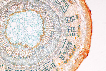 Plant tissue Structure, section (tissue) of stem plant tissue under a light microscope. - obrazy, fototapety, plakaty
