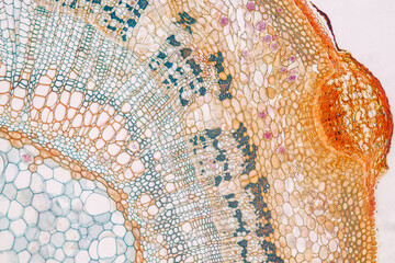 Plant tissue Structure, section (tissue) of stem plant tissue under a light microscope.