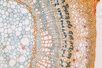 Plant tissue Structure, section (tissue) of stem plant tissue under a light microscope. - obrazy, fototapety, plakaty