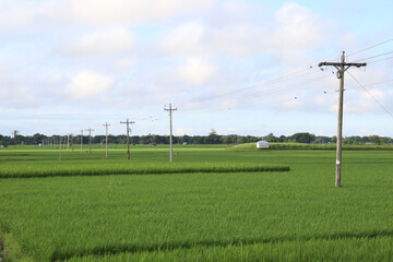 Fototapeta na wymiar green colored paddy farm on field