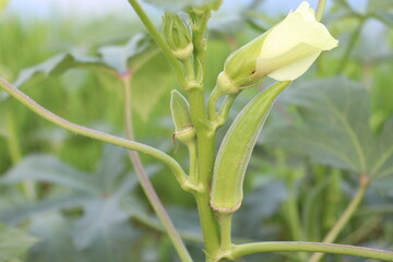 Obraz premium lady finger on tree in farm