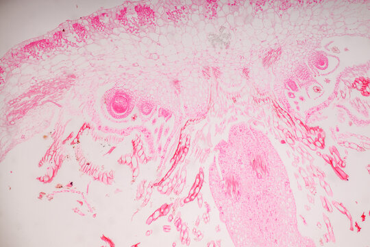 Plant tissue Structure, section (tissue) of stem plant tissue under a light microscope.