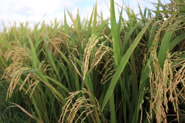 ripe paddy on tree in farm