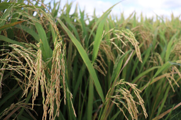 ripe paddy on tree in farm