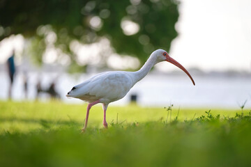 White ibis wild bird, also known as great egret or heron walking on grass in town park in summer