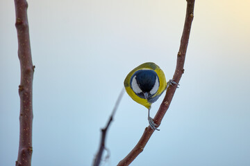 Yellow wild tit bird perching on tree branch on cold winter day