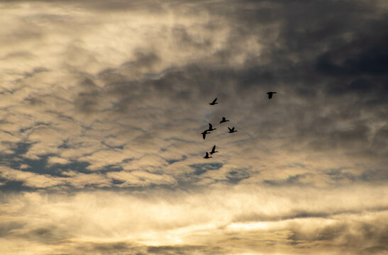 birds in the sky at sunset
