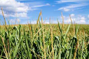 Landscape of a cornfield on a sunny day with clouds in the sky;  Agriculture industry producing corn for the population