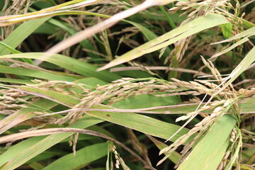ripe paddy on tree in farm
